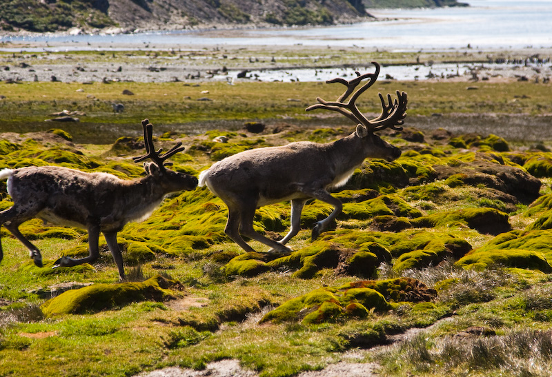 Running Reindeer